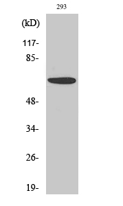 WB - PAKα Polyclonal Antibody AP71759